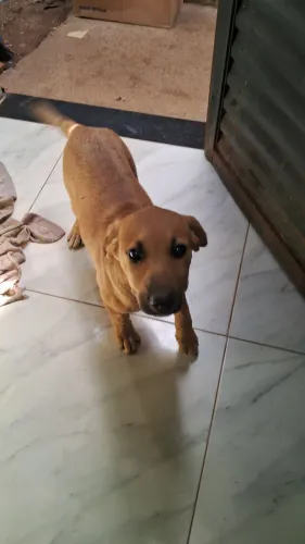 Doação de filhote de cachorro fêmea porte grande vira-lata 