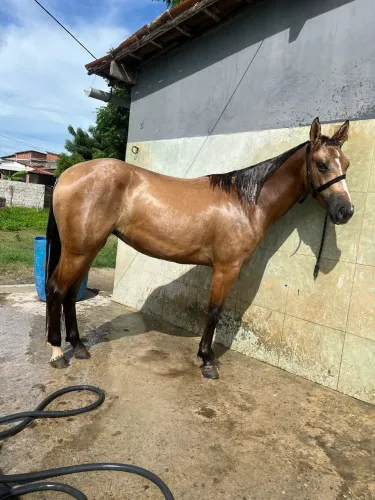 Potra fêmea pra vender!