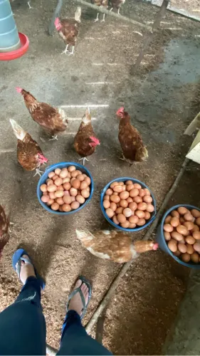 Vendo ovos Caipiras