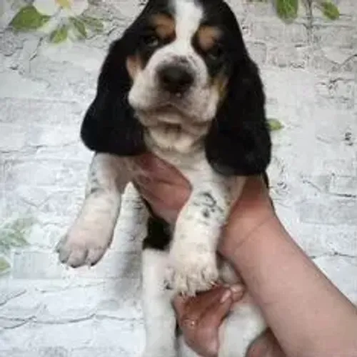 Basset Hound,Basset Hound Filhote Vacinado e Vermifugado