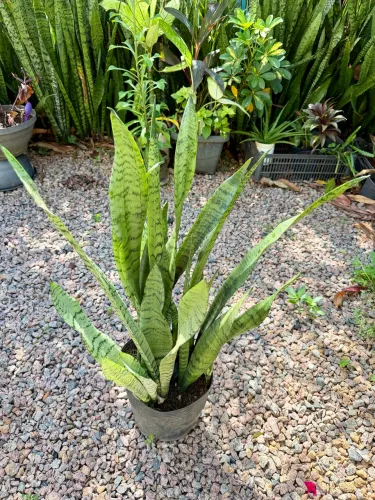 ESPADAS DE SÃO JORGE
