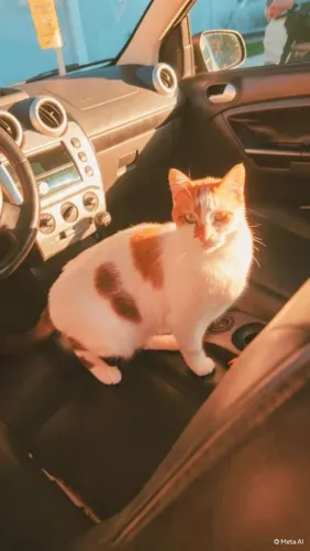 Linda gata para adoção