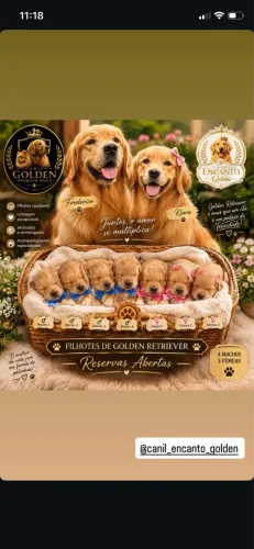 Filhotes de Golden Retriever 