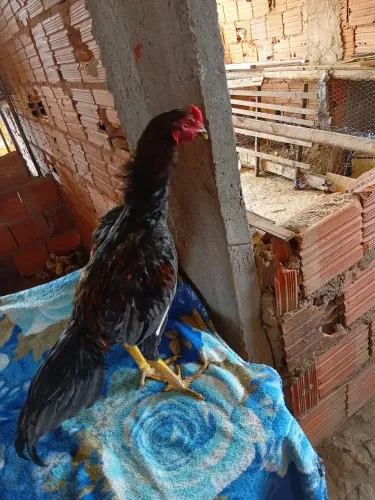 Frango  indio