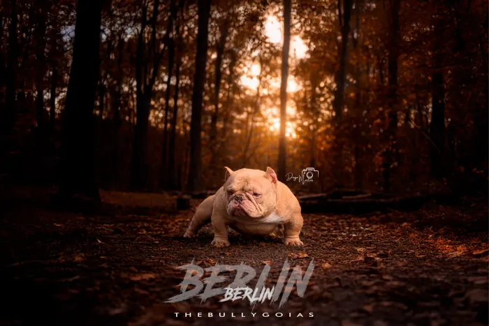 American bully e Exotic bully !