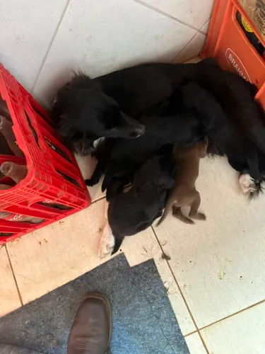 vende se filhotes de border collie