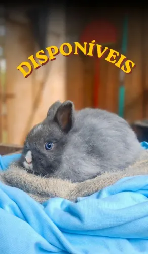 Coelhos Netherland Dwarf