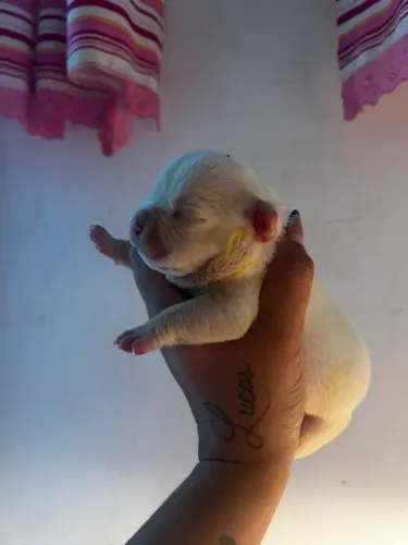 American Bully micro fêmea