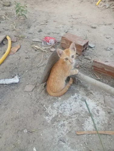 Doaçao gato