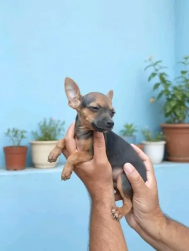 Pinscher filhote puro