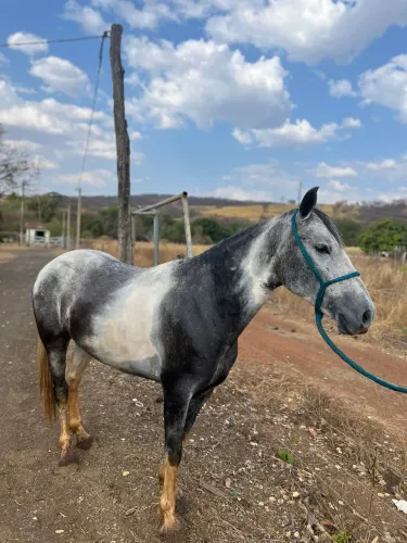 Cavalo mangalarga 4 anos