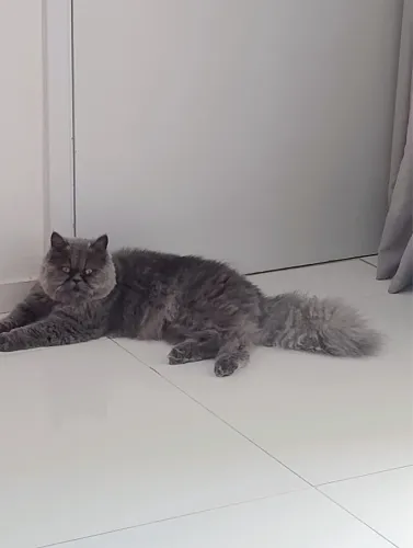 Gato Macho Persa