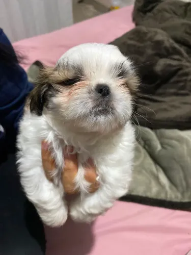 Vendo lindos filhotes de shih-tzu