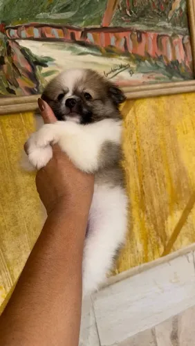 Spitz Alemão lindo demais 