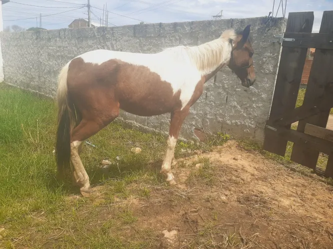 Potra Mangalarga marchador