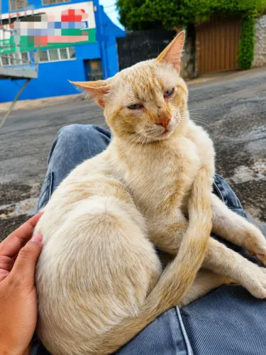 Gato macho para adoção