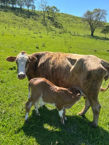 vaca de leite e bezerro