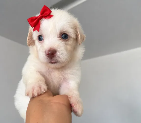 Poodle fêmea