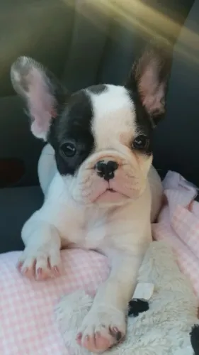 bulldog frances 58 dias