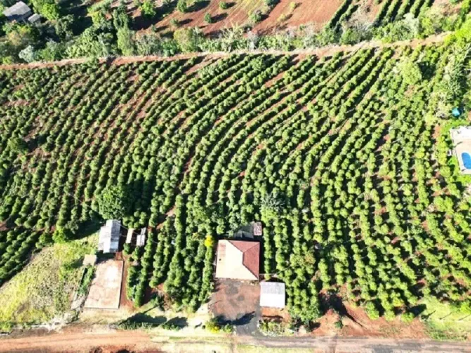 CAFÉ - Área Rural de Apucarana