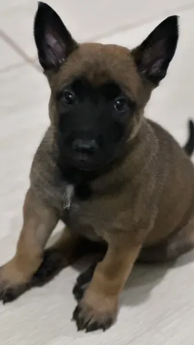VENDO FILHOTE MACHO PASTOR BELGA MALINOIS