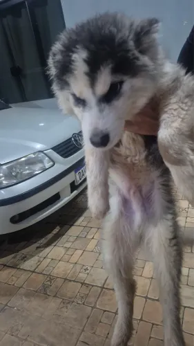 Último filhote de husky barato