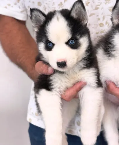 Doando Husky
