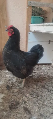 Vendo três galinhas