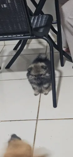 Lulu da Pomerânia spitz alemã