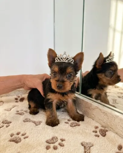 Yorkshire Terrier Fêmea de Encher os Olhos