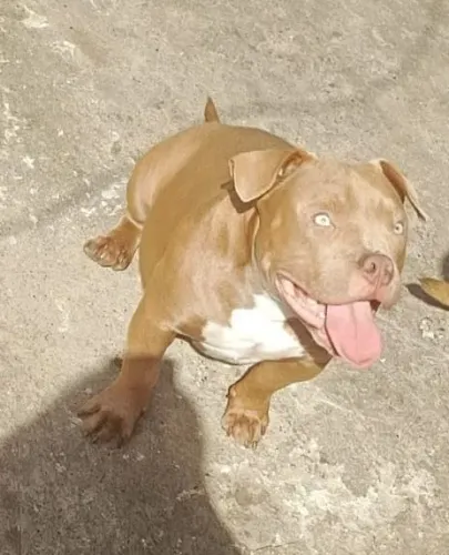 Pitbull American bully