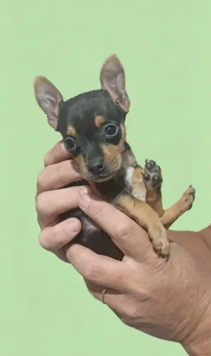 Pinscher adorável