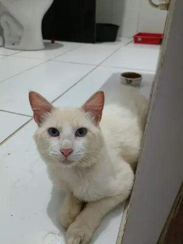 Gato