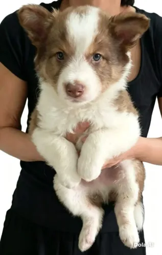 Border collie 