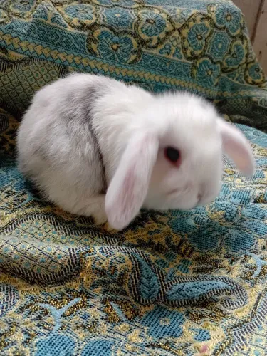 Mini lop 