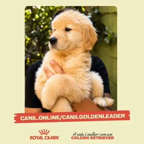 Ninhada especial de Golden Retriever em Uberaba MG