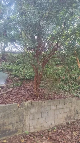 jabuticabeira