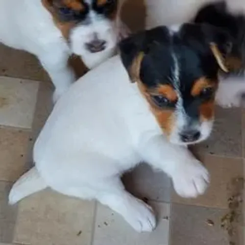 Jack Russell Terrier,Jack Russell Terrier Filhote Estrutura Perfeita Disponível