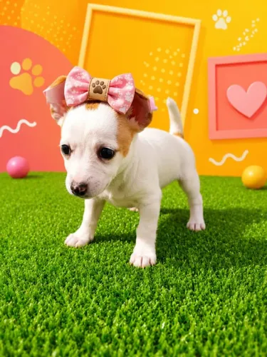 Pinscher Fêmea Muito Fofa