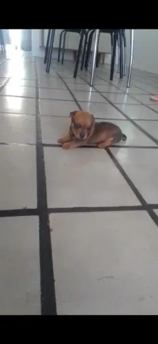 Lindo filhote de pinscher para alegrar o seu dia