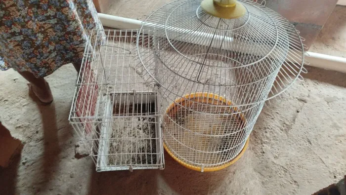 Gaiolas de passarinho