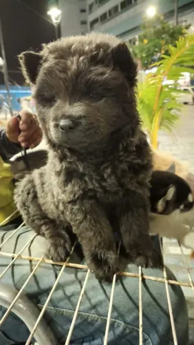 Chow chow