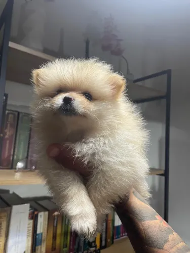 3 Filhotes de spitz Alemão (Lulu da pomerânia)