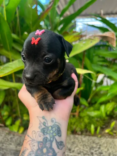 Pinscher fêmea 0
