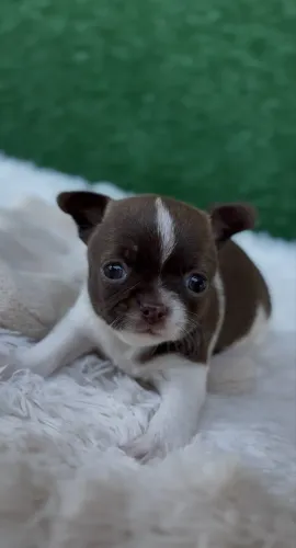 Chihuahua Chocolate Pelo Curto