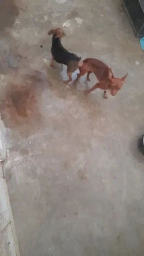 Pinscher macho reprodutor namorada