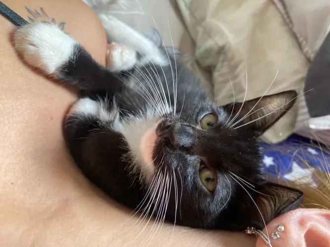 Gatinho carente preto e branco 8 meses