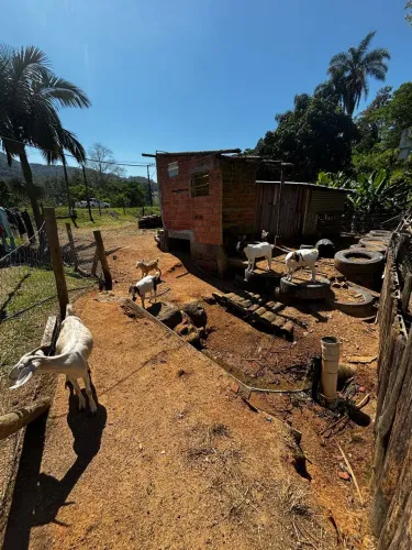 oportunidade 5 cabritos