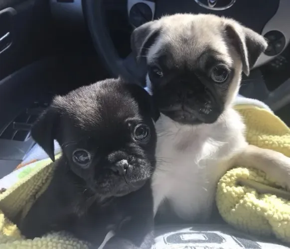 Pug Seu próximo melhor amigo pode começar aqui