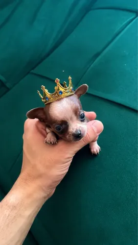 Pinscher Micro 